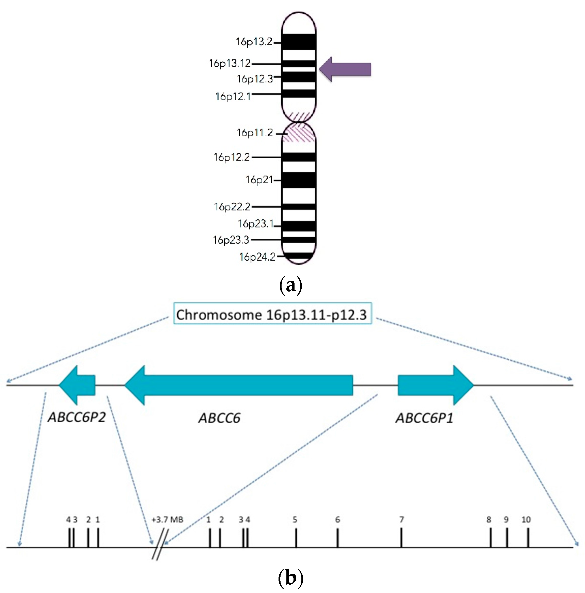 Ijms 18 01488 g001 550