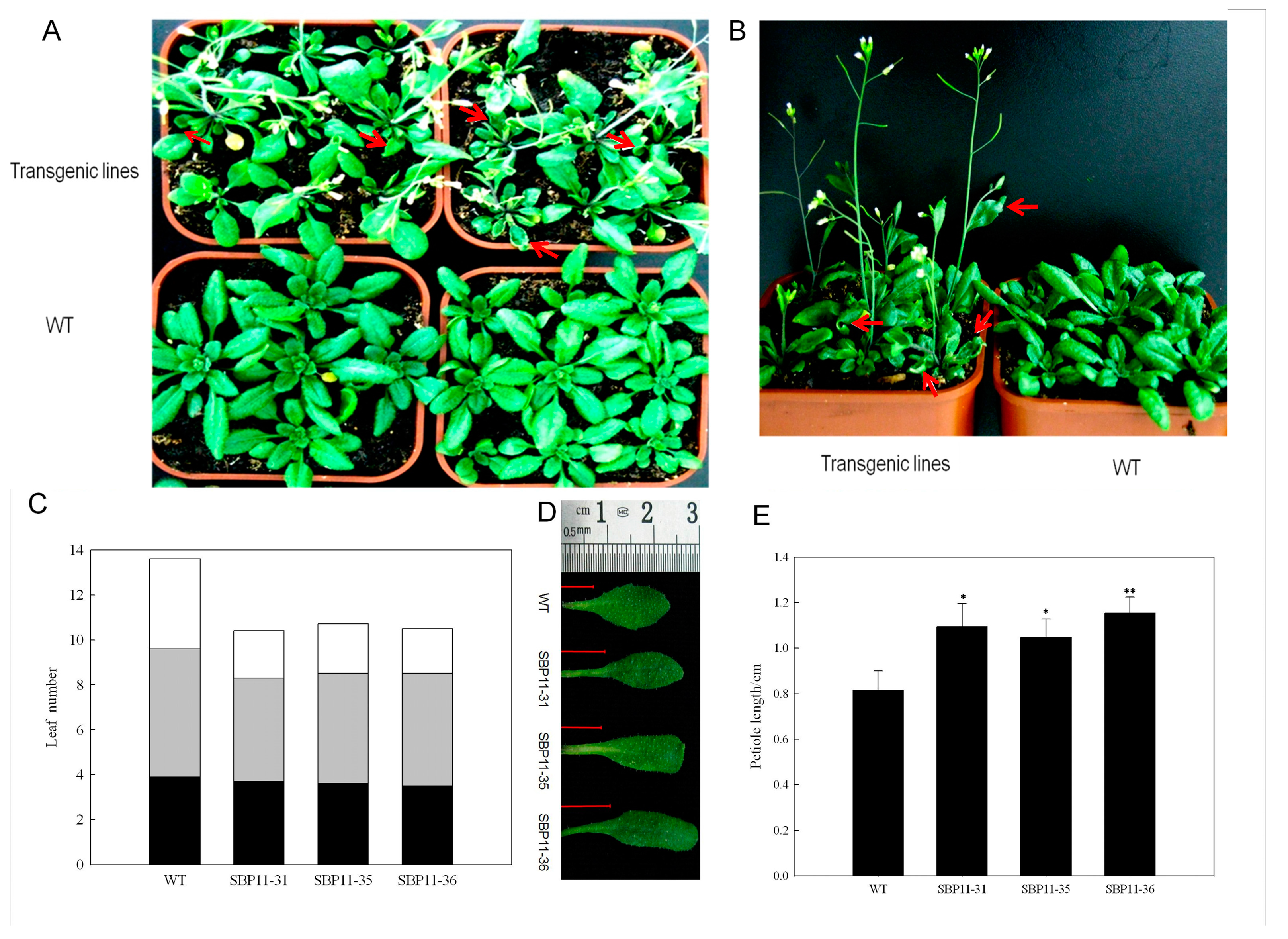 Ijms 18 01493 g005 550