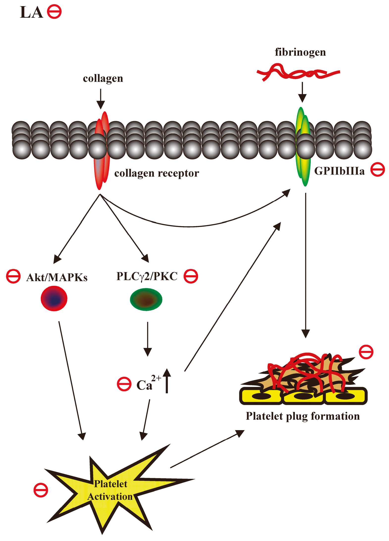 Ijms 18 01500 g006 550
