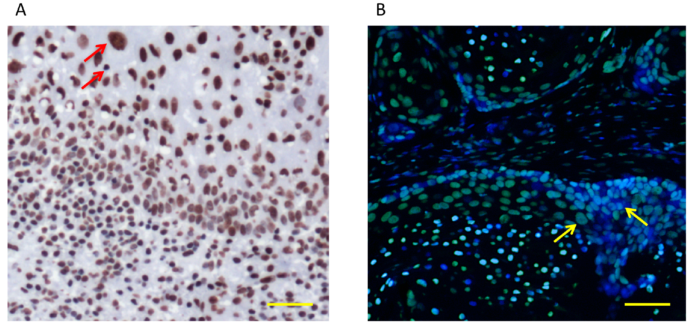 Ijms 18 01506 g001