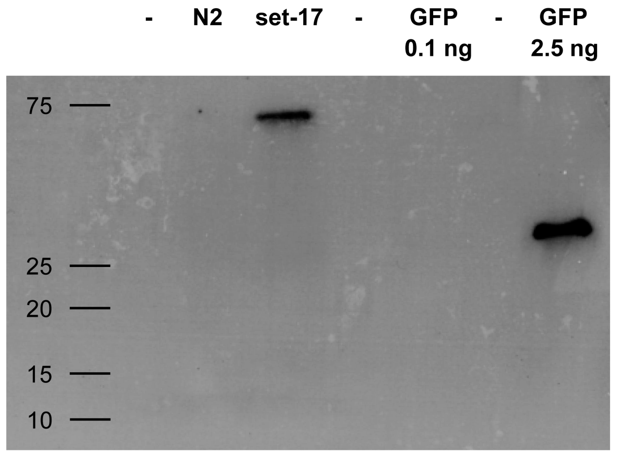 Ijms 18 01507 g006