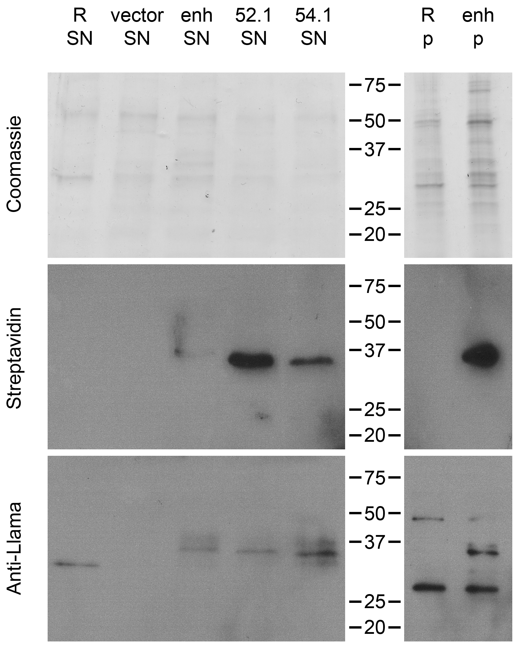 Ijms 18 01507 g007