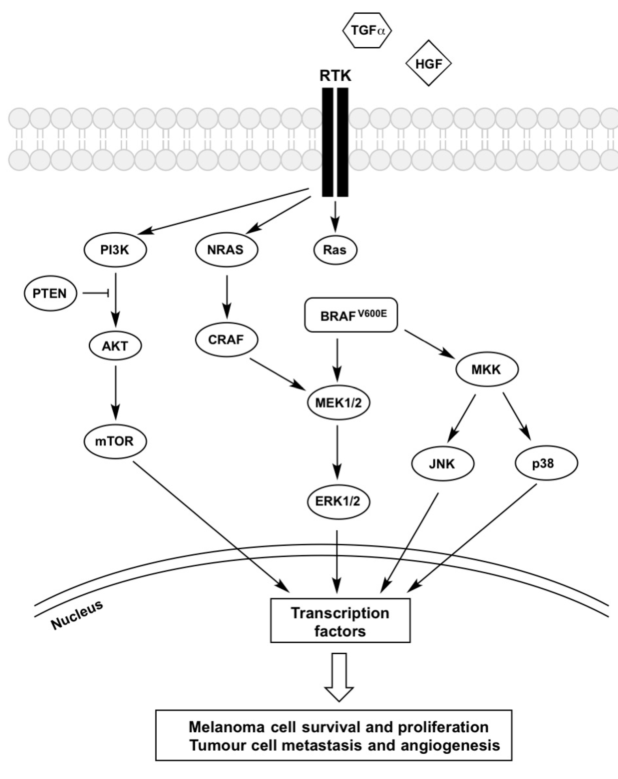 Ijms 18 01527 g001