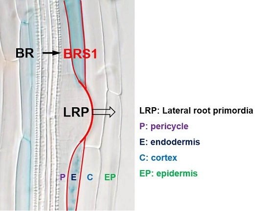Ijms Free Full Text Brs1 Function In Facilitating Lateral Root Emergence In Arabidopsis Html Ijms Free Full Text Brs1 Function In Facilitating Lateral Root Emergence In Arabidopsis Html