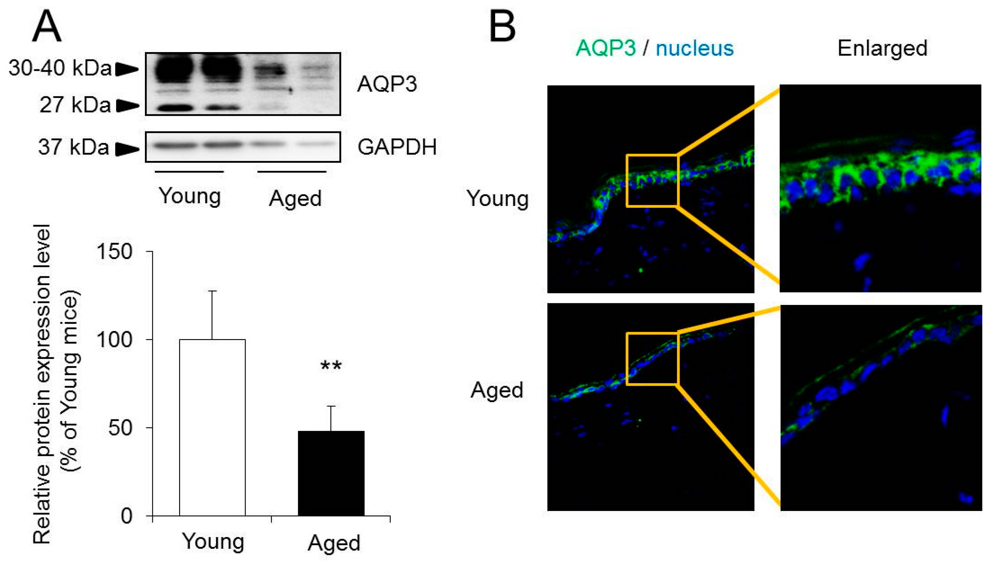 Ijms 18 01559 g003 550