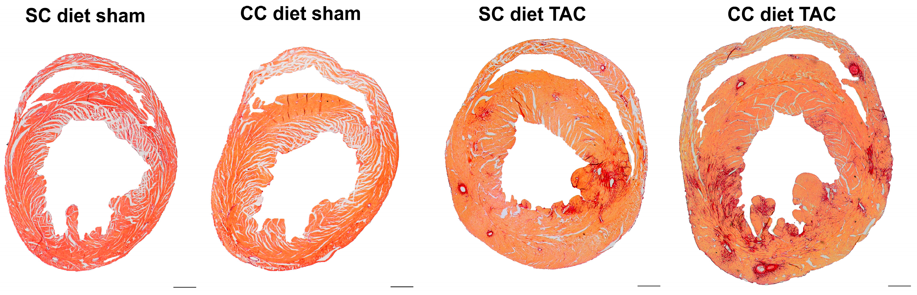 Ijms 18 01565 g002 550