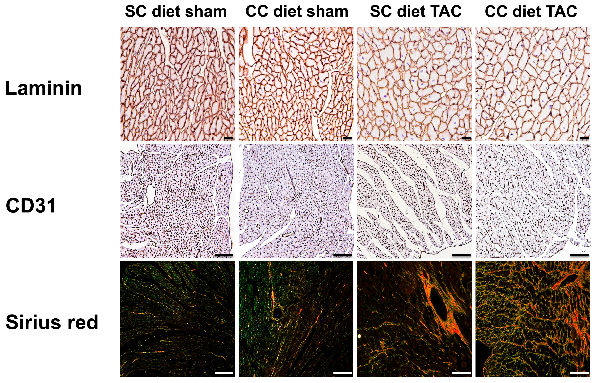 Ijms 18 01565 g003 550