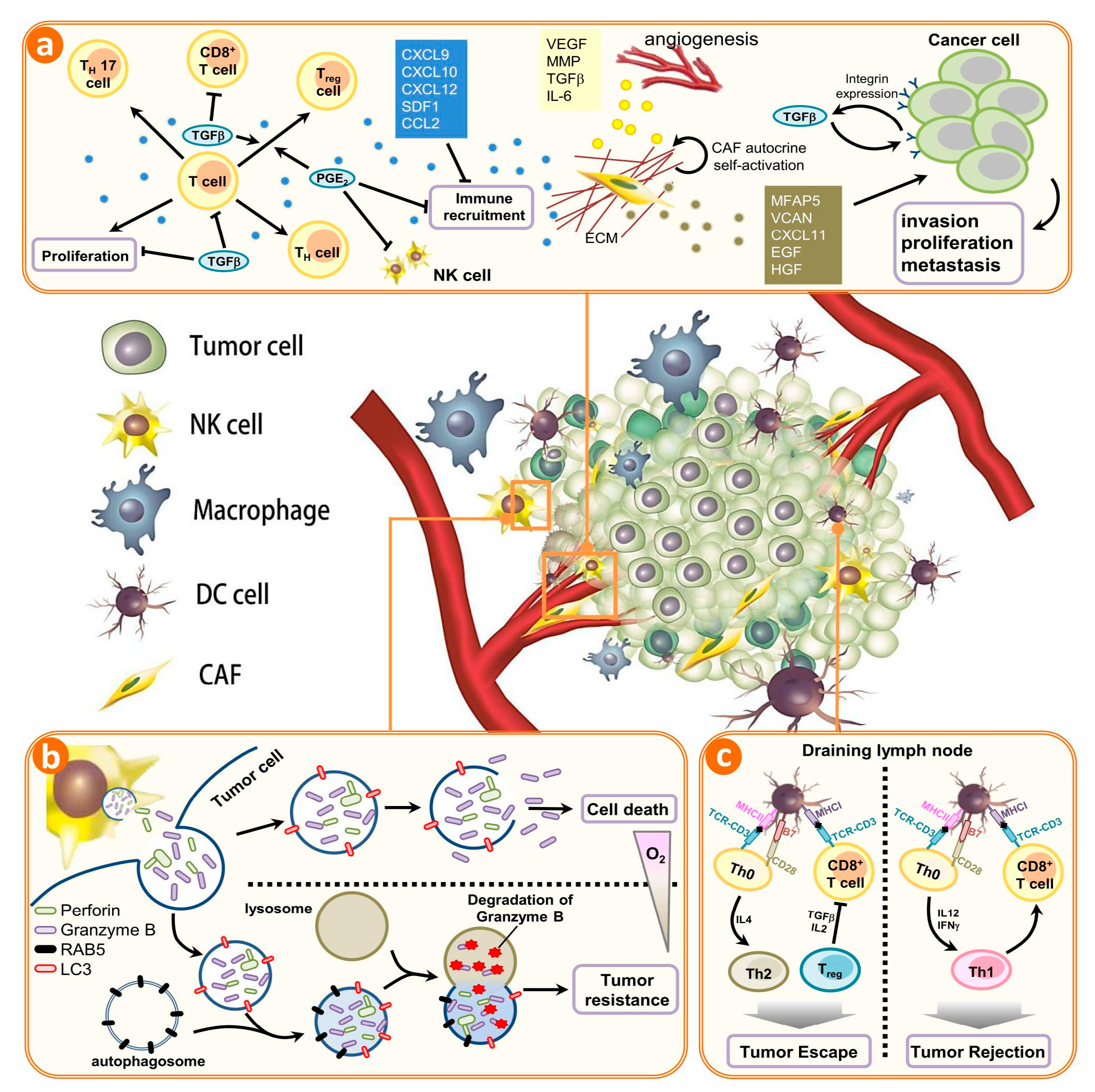 Ijms 18 01566 g001 550