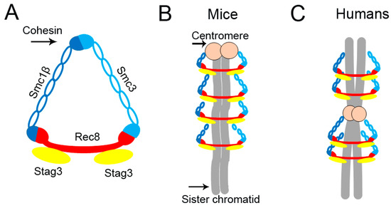 Age-Related Loss of Cohesion: Causes and Effects Biology Diagrams