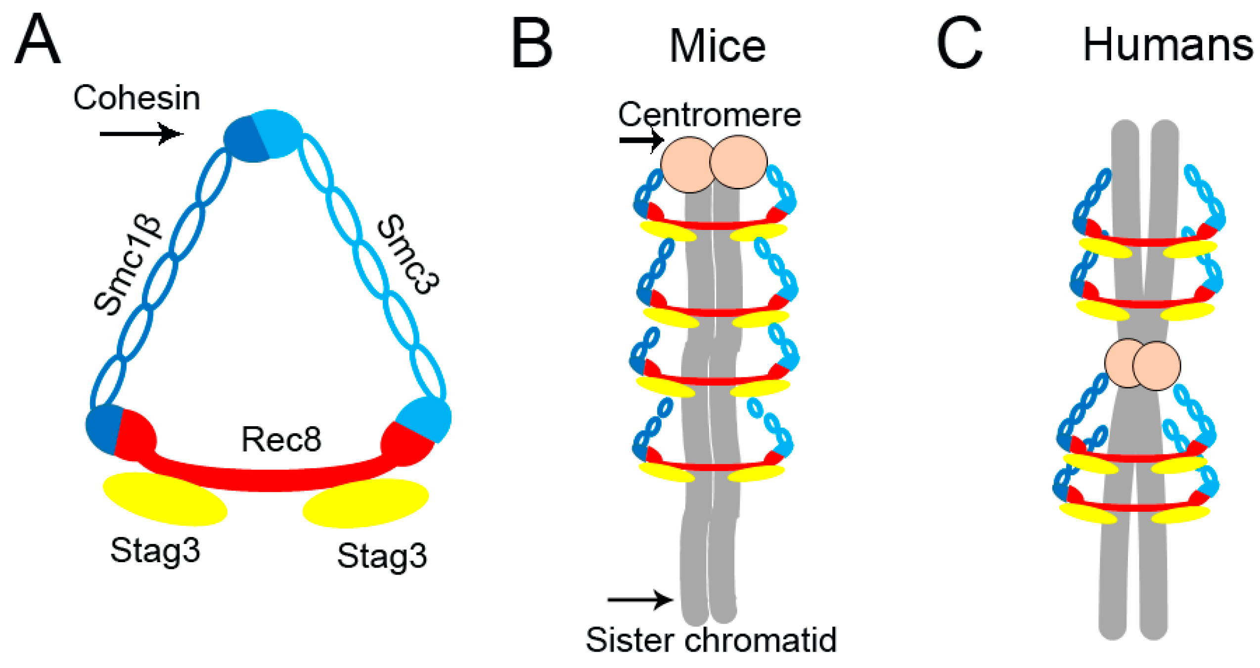 Age-Related Loss of Cohesion: Causes and Effects Biology Diagrams