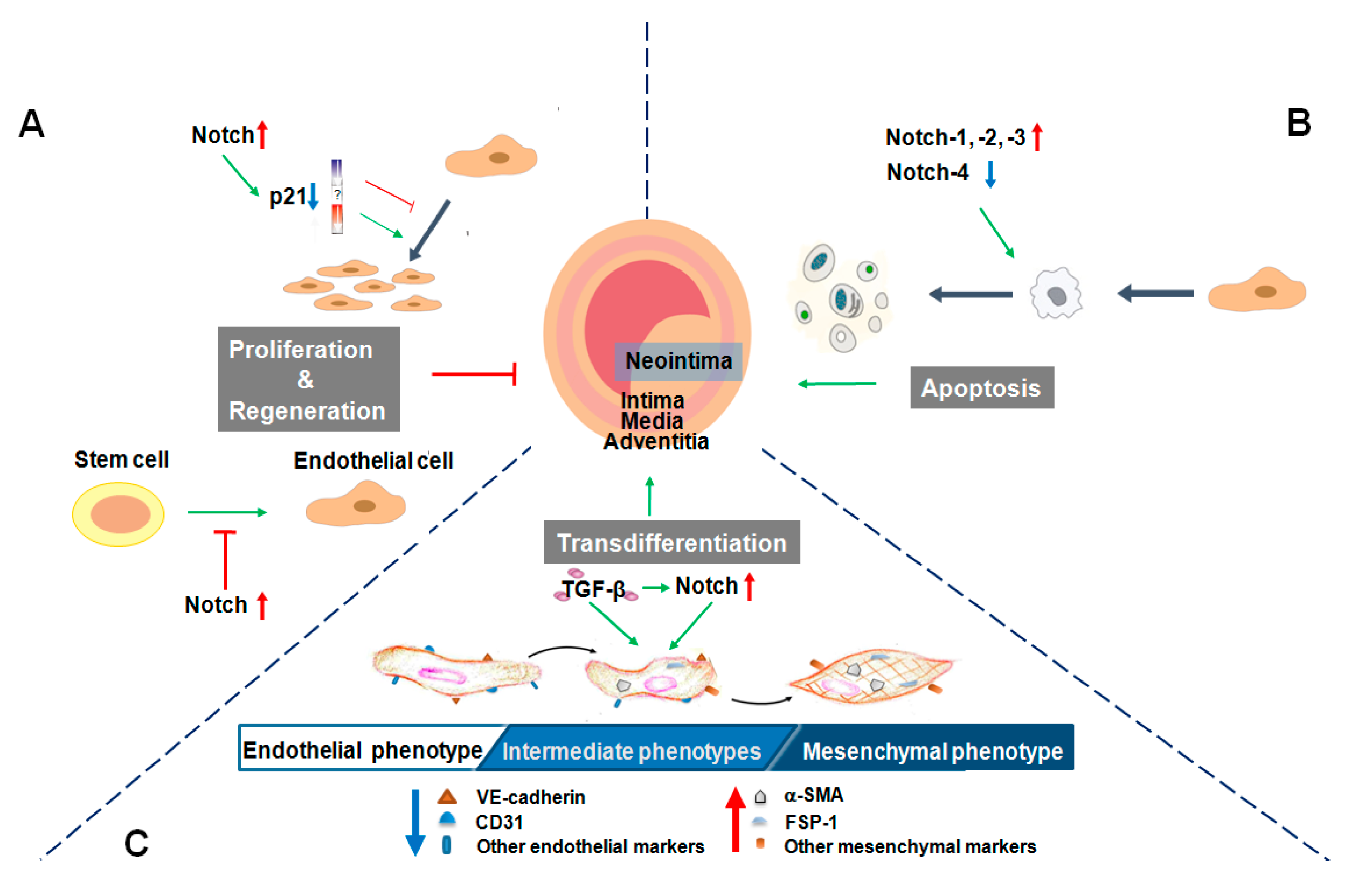 IJMS | Free Full-Text | Notch Signaling in Endothelial Cells: Is It the Therapeutic ...2546 x 1639