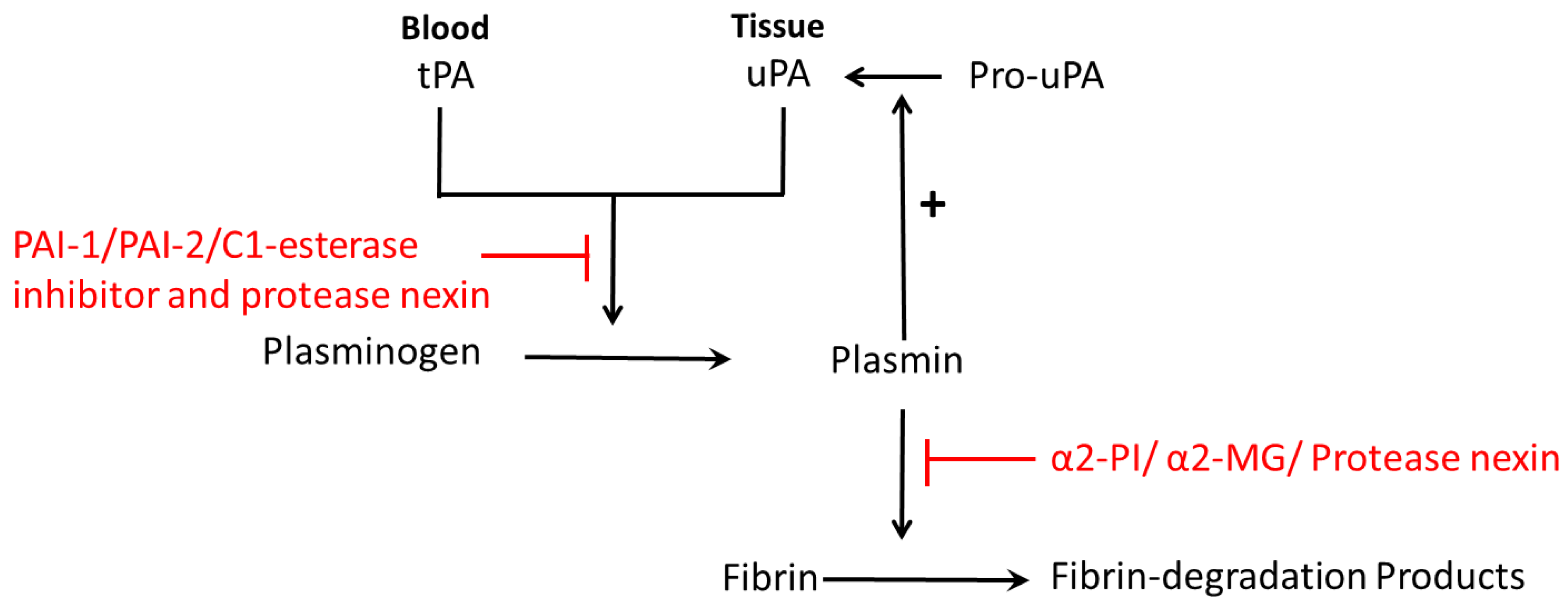 Plasminogen Activator Inhibitor-1 Is a Marker and a Mediator of