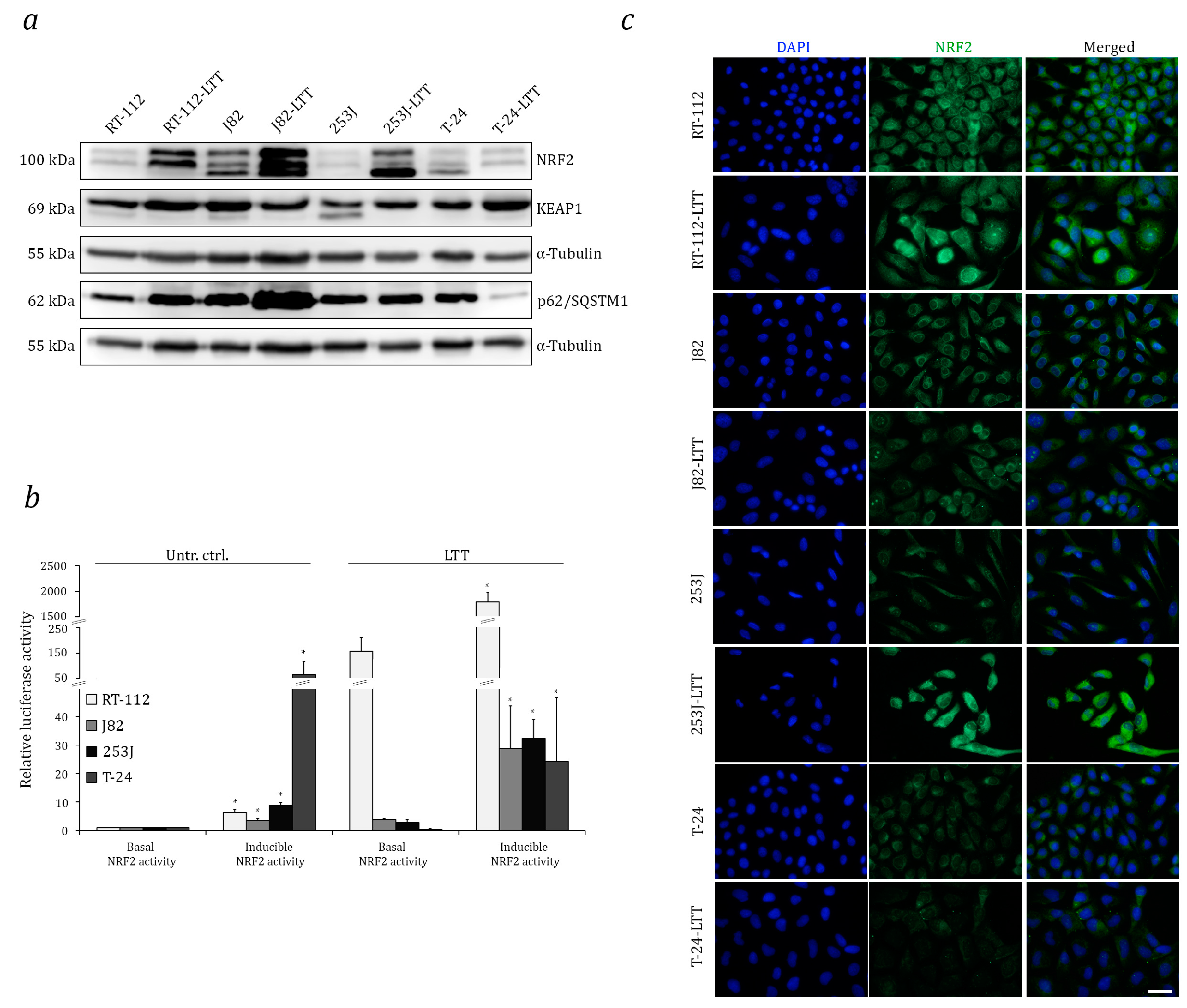 Ijms 18 01680 g001 Ijms 18 01680 g001