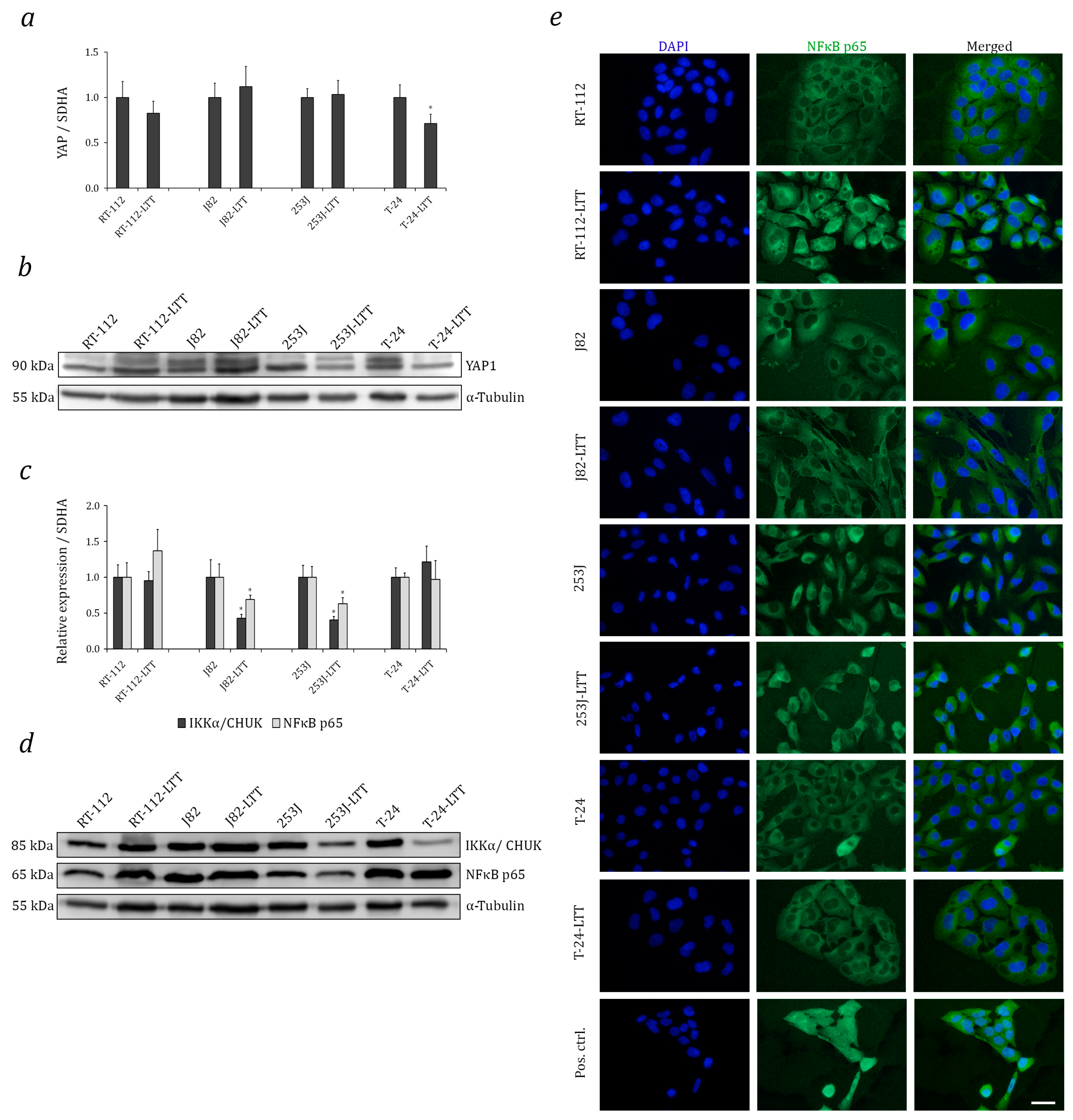 Ijms 18 01680 g005 Ijms 18 01680 g005