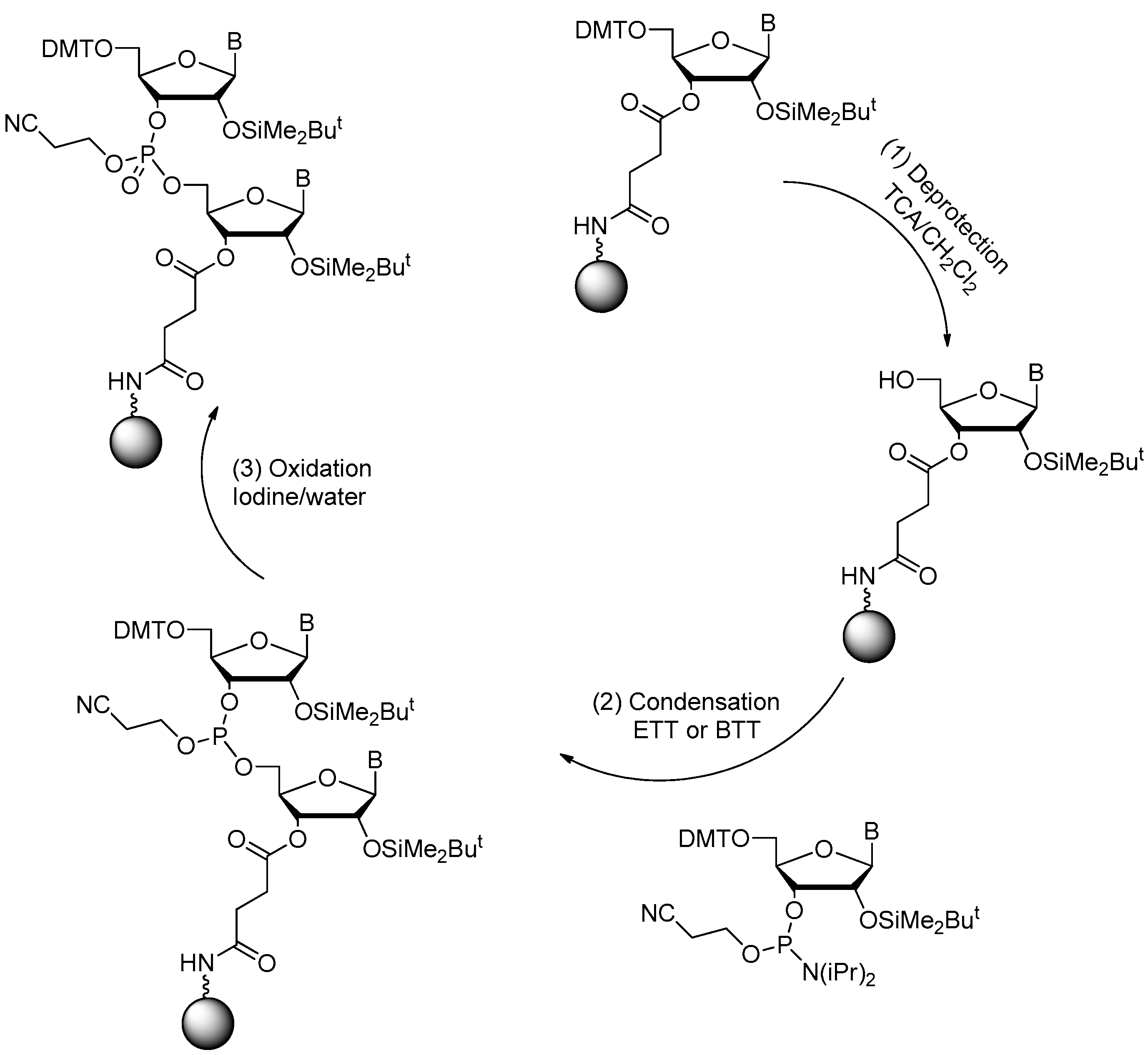 Ijms 18 01683 g003 550