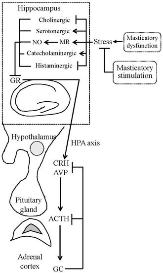 ijms special issue role of the hypothalamo pituitary adrenal hypothalamic pituitary adrenal axis