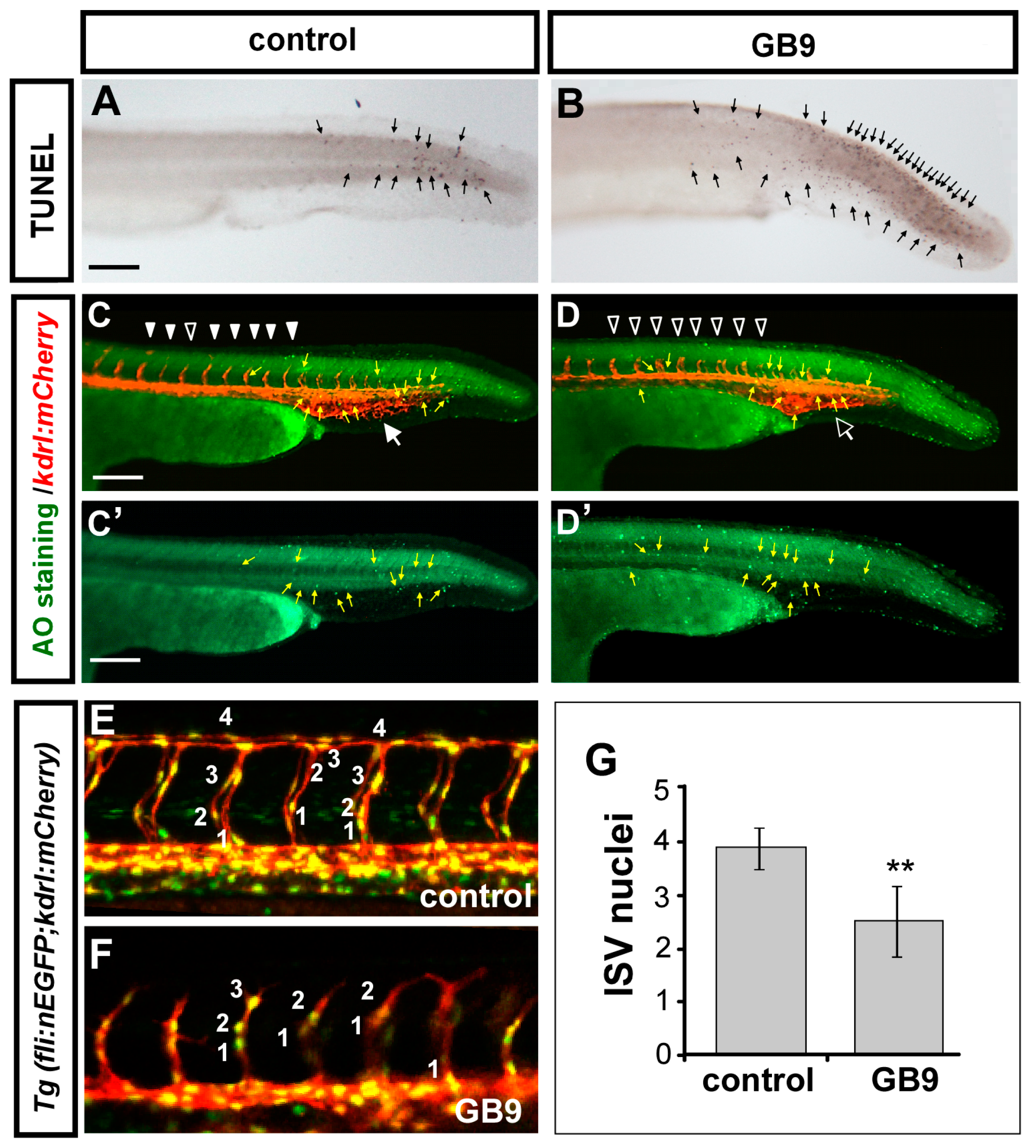Ijms 18 01696 g004 550