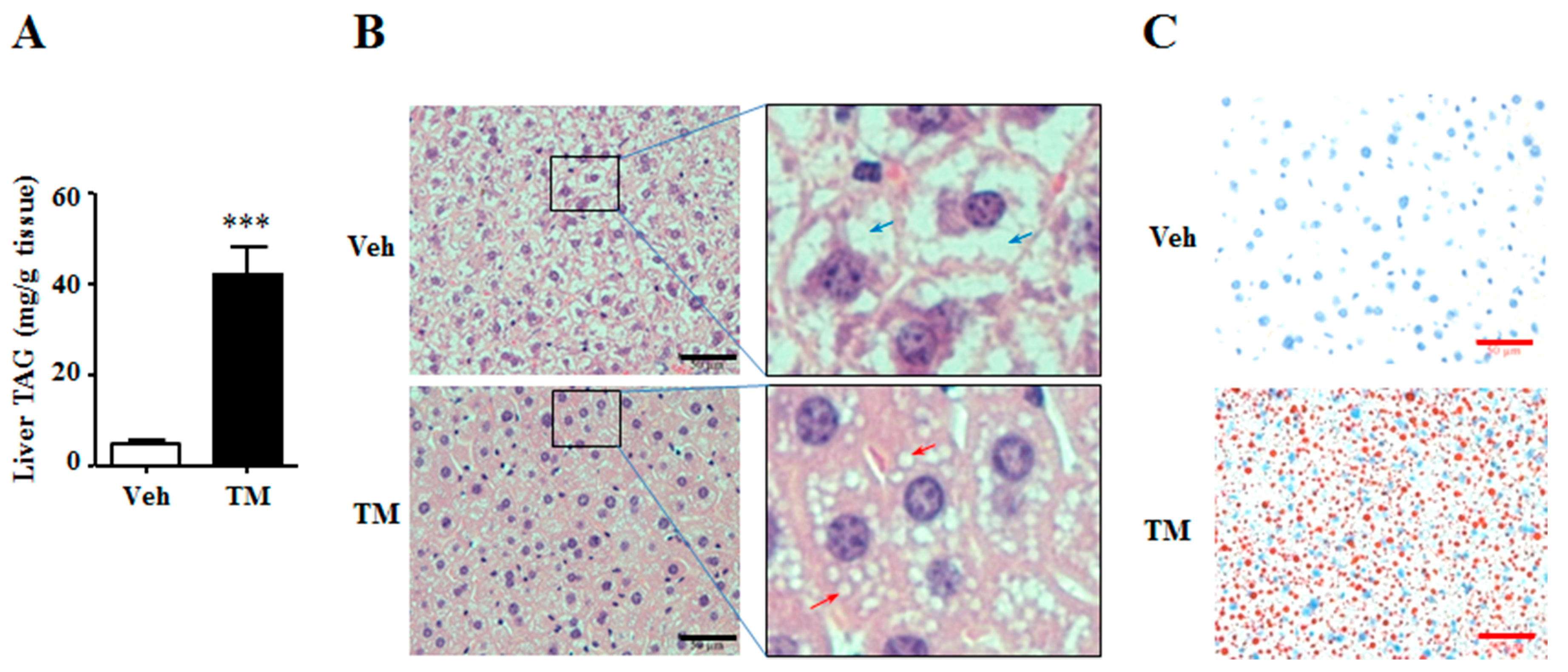 Ijms 18 01710 g003 550