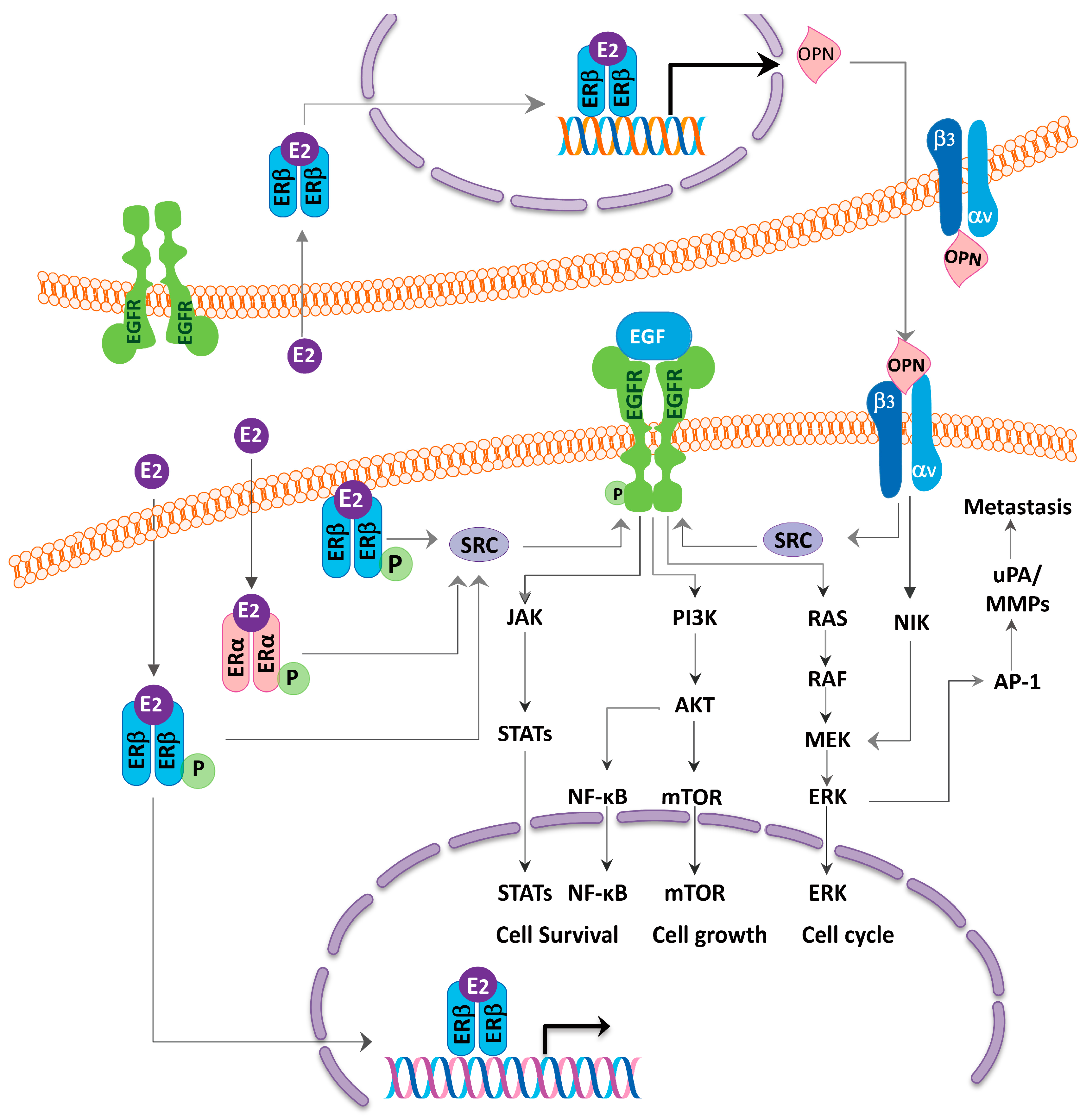 Ijms 18 01713 g003 Ijms 18 01713 g003