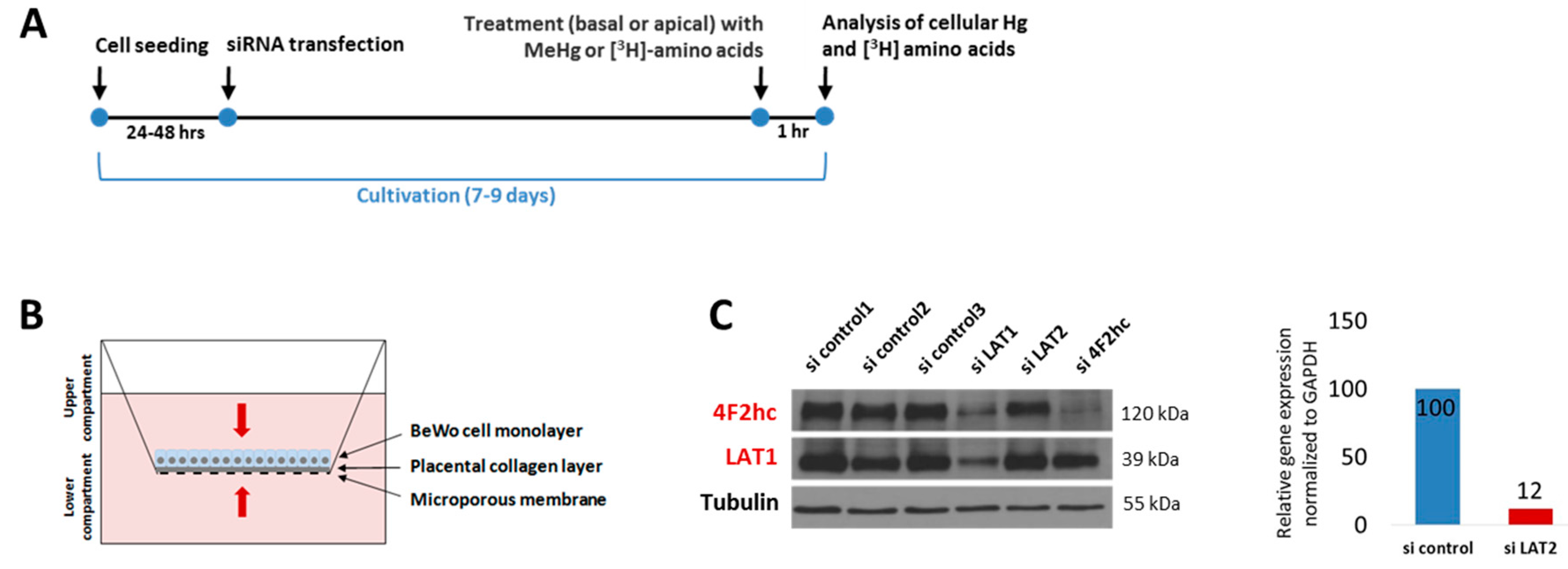 Ijms 18 01730 g001 550