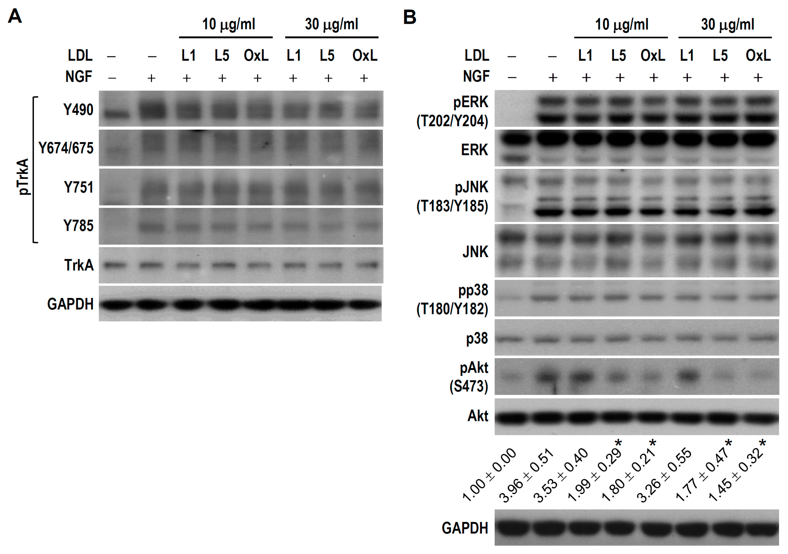 Ijms 18 01744 g007 550