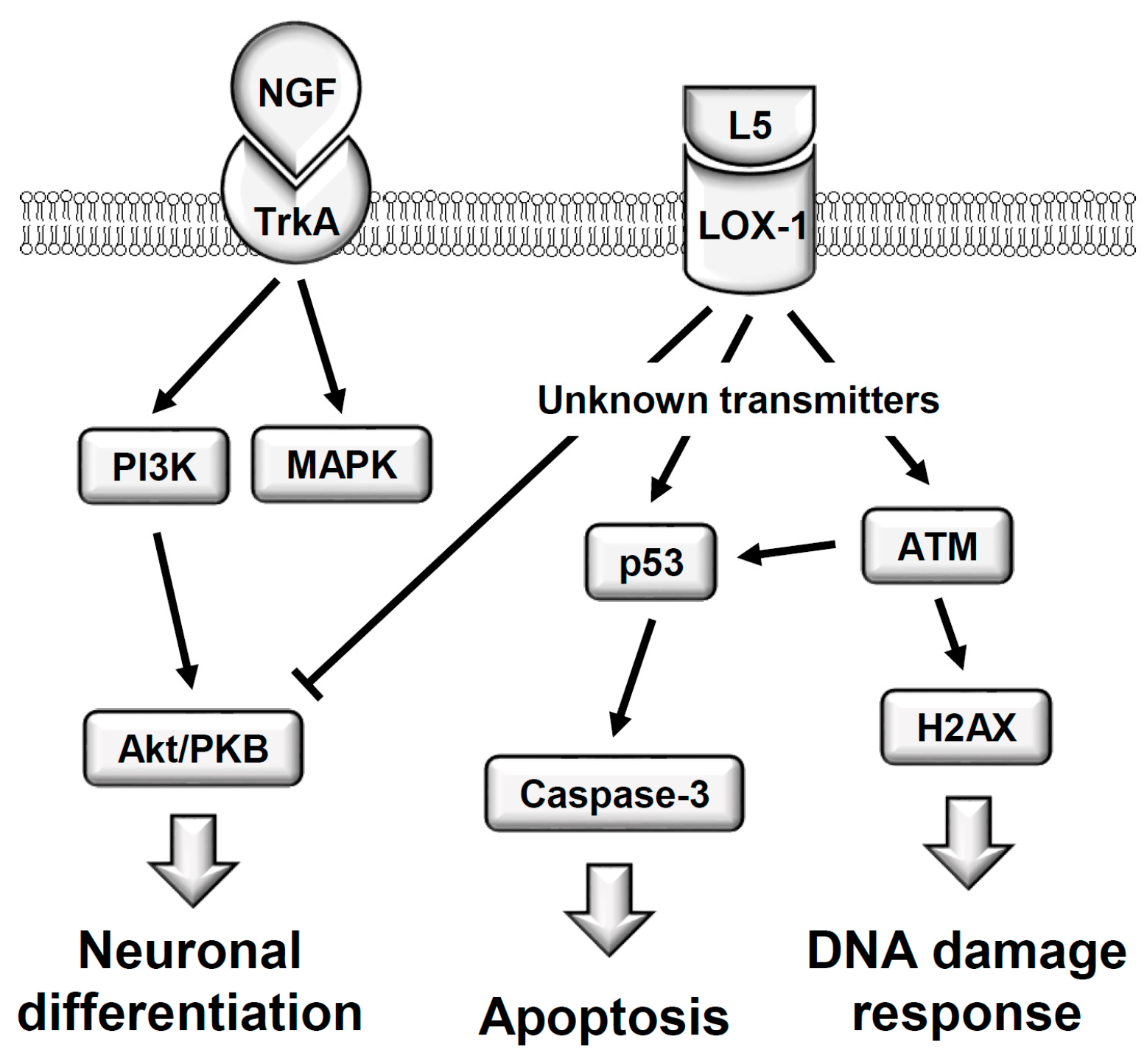 Ijms 18 01744 g009 550
