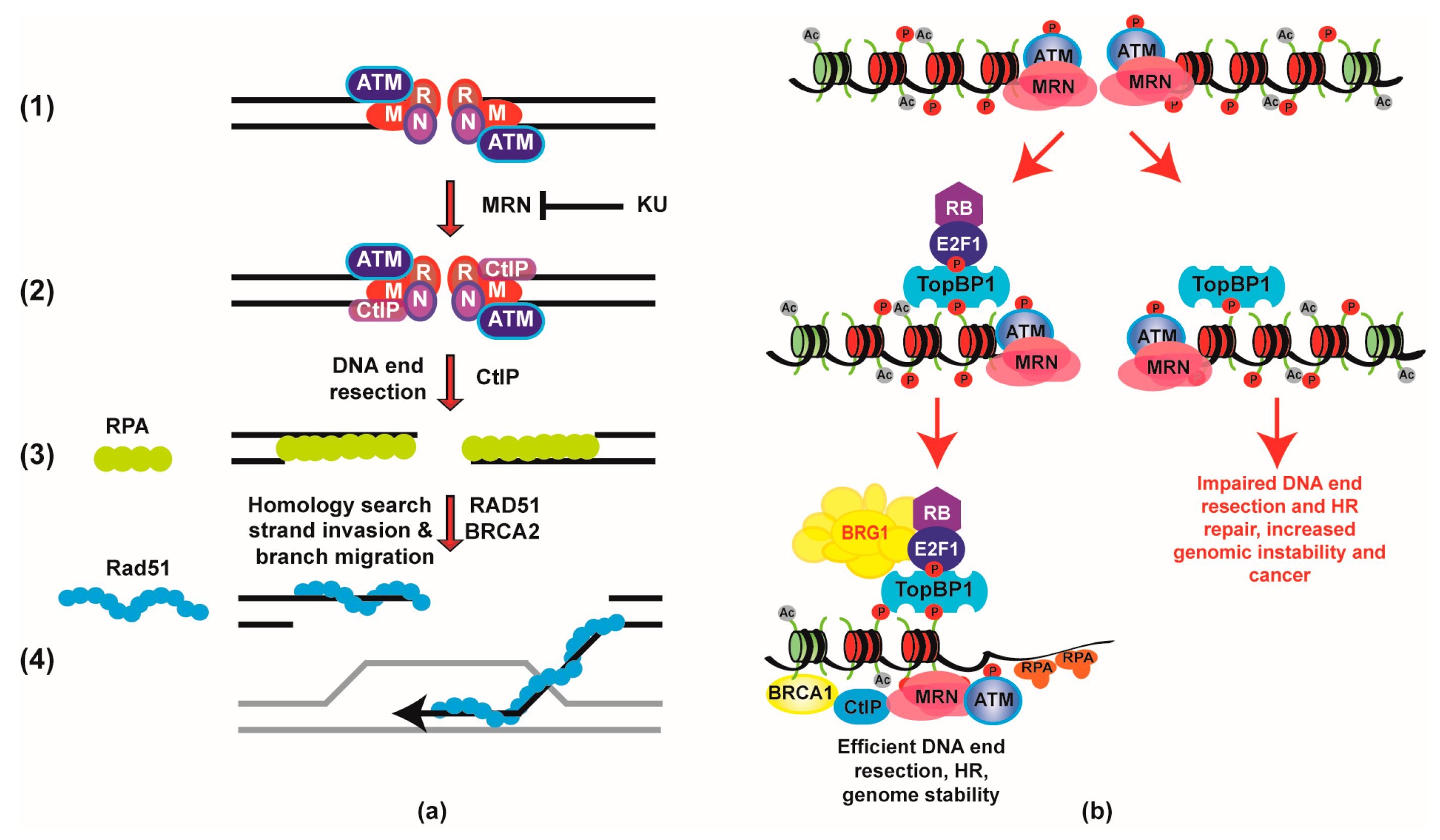 Ijms 18 01776 g001