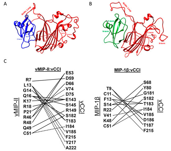 Biophysical and Computational Studies of the vCCI:vMIP-II