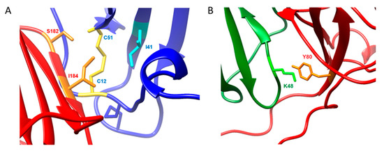Biophysical and Computational Studies of the vCCI:vMIP-II Complex
