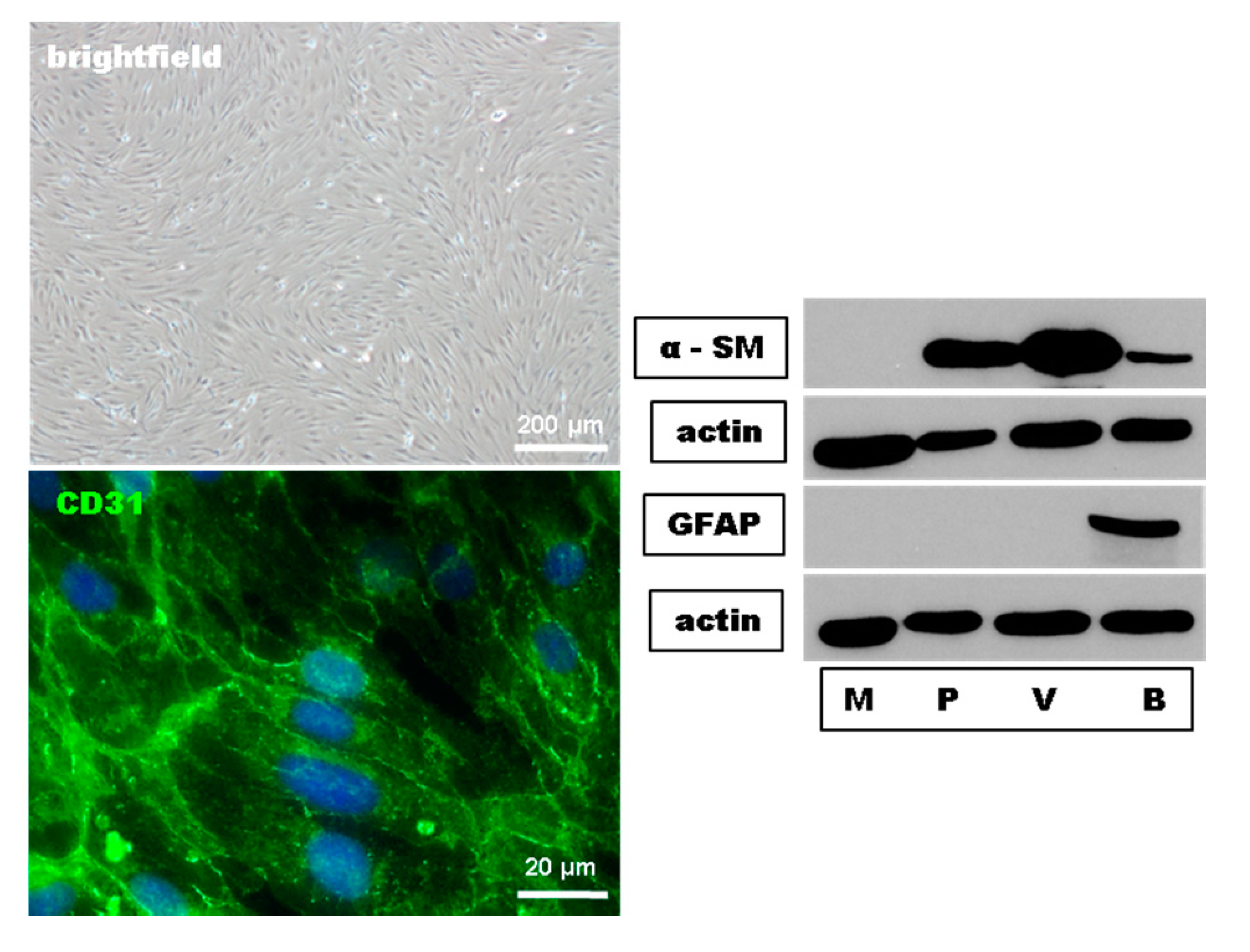 Ijms 18 01783 g001