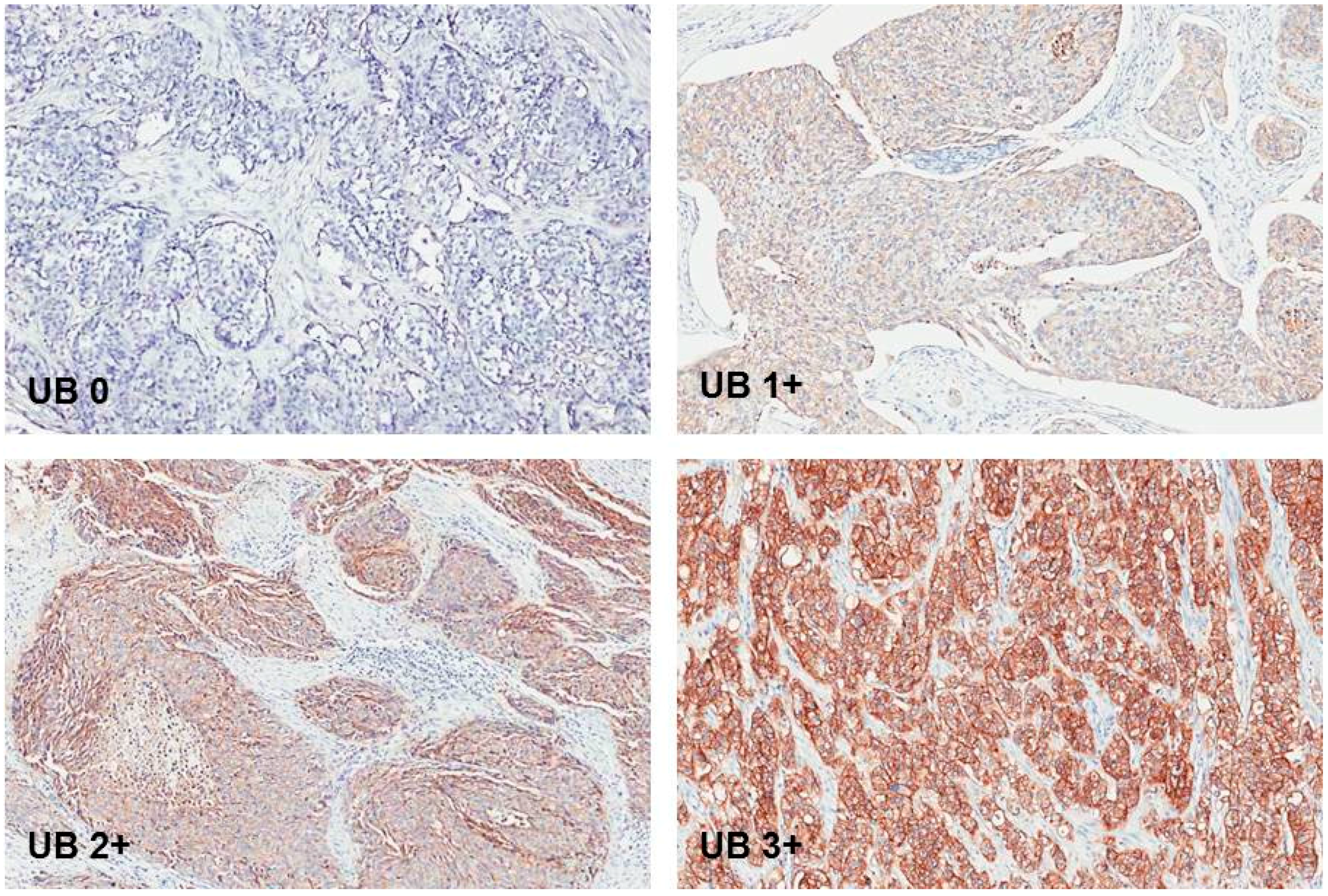 Ijms 18 01802 g003 Ijms 18 01802 g003