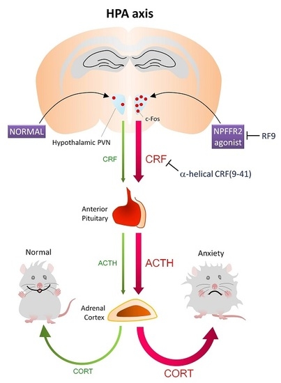 ijms special issue role of the hypothalamo pituitary adrenal hypothalamic pituitary adrenal axis