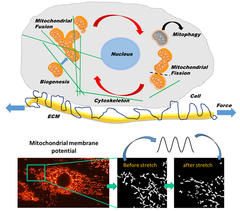 IJMS | Free Full-Text | Regulation of Mitochondrial Structure and