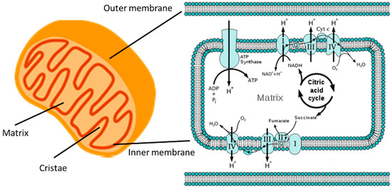IJMS | Special Issue : Mitochondria Crosstalks with other ... diagram of cell and organelles 