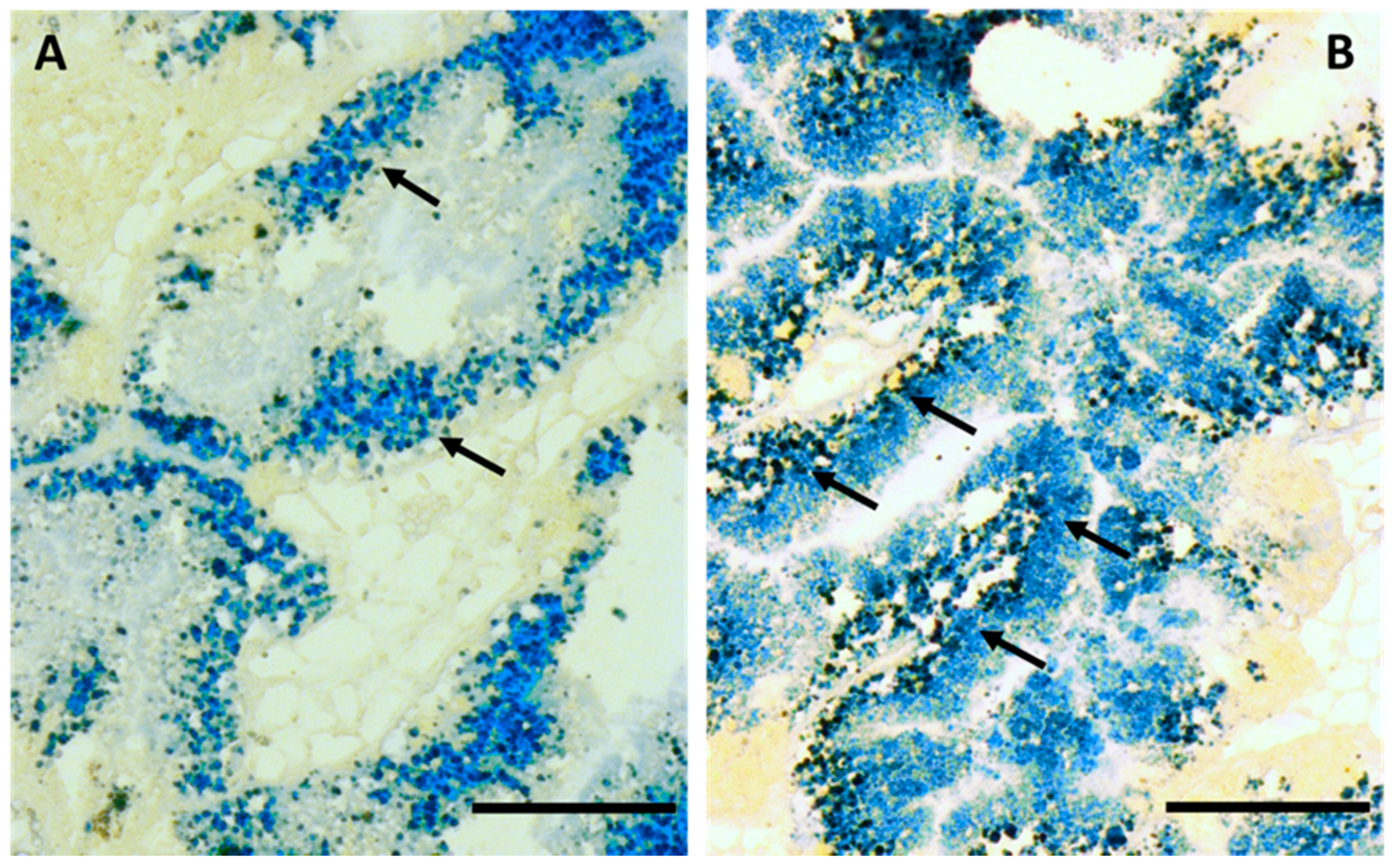 Ijms 18 01815 g006