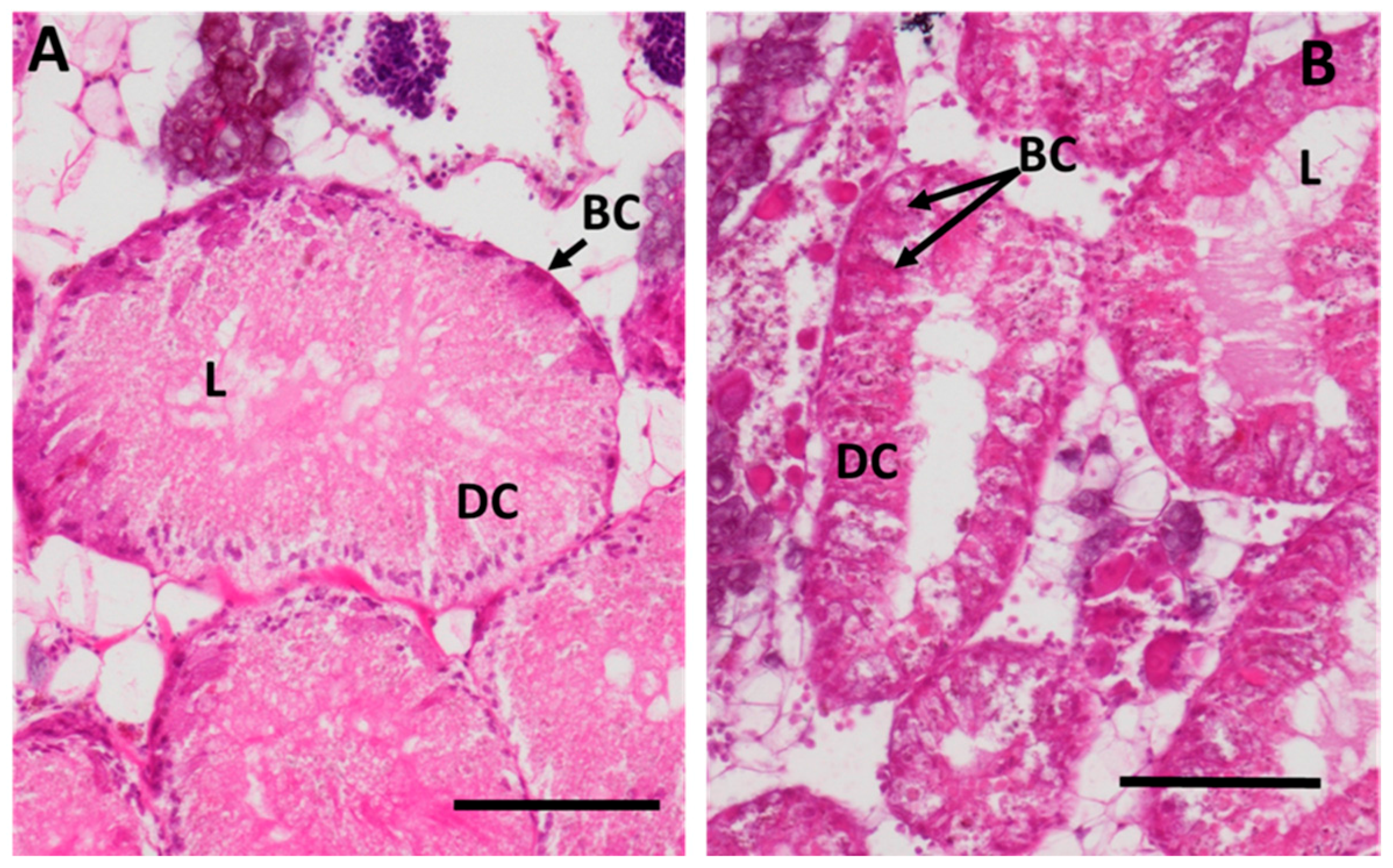 Ijms 18 01815 g008