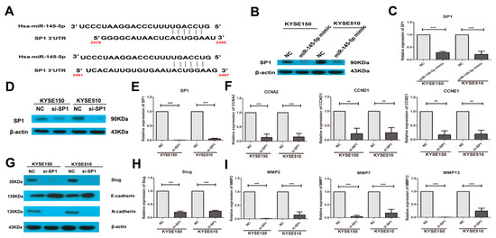 miR-145-5p Suppresses Tumor Cell Migration, Invasion and Epithelial to ...