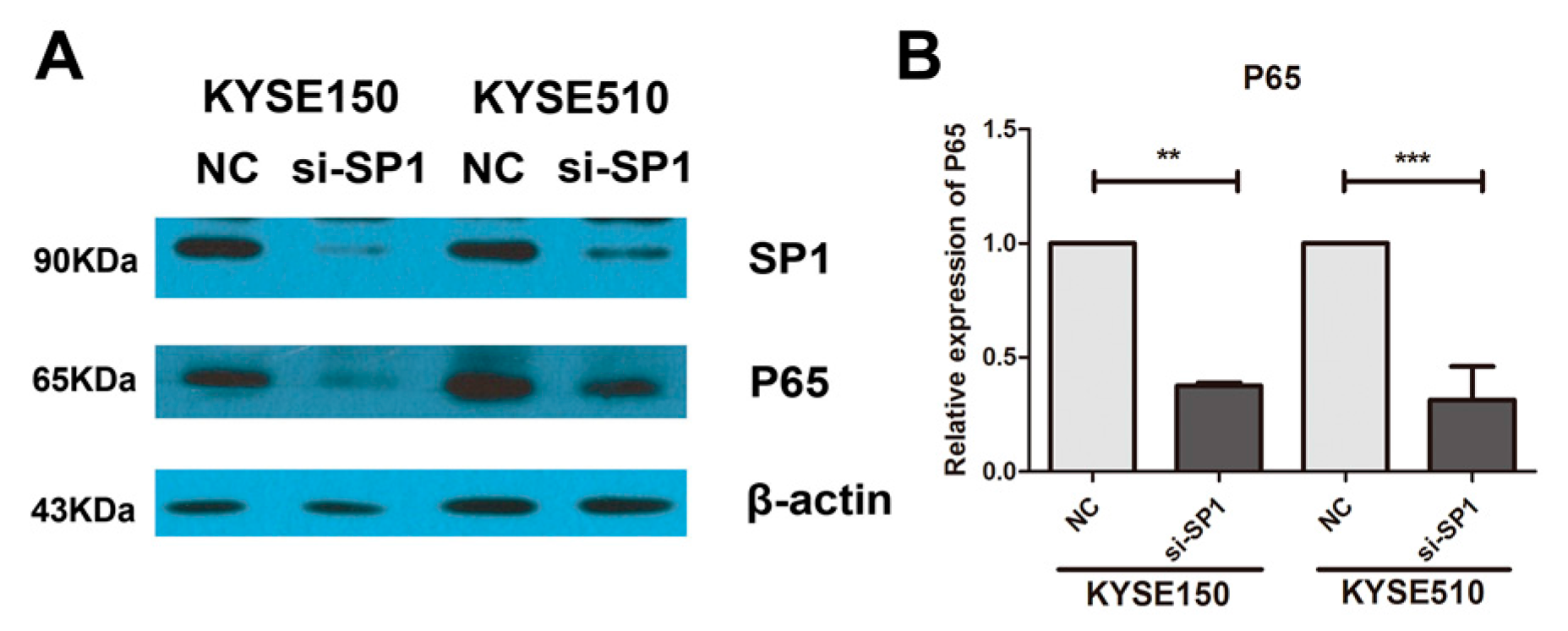 Ijms 18 01833 g005 550