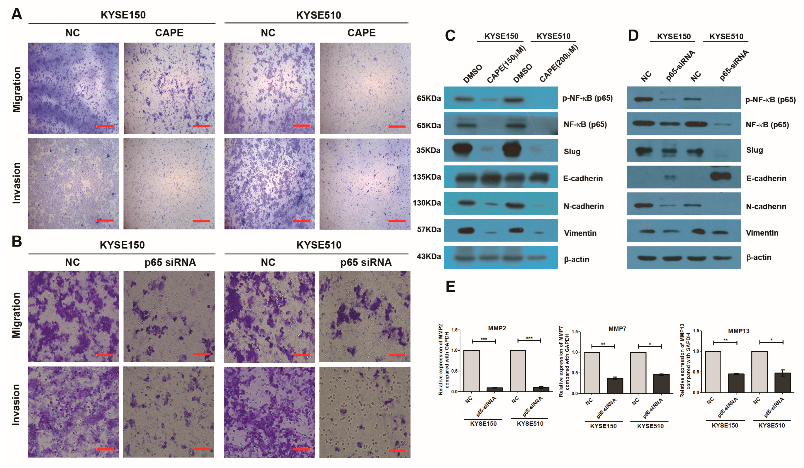 Ijms 18 01833 g006 550