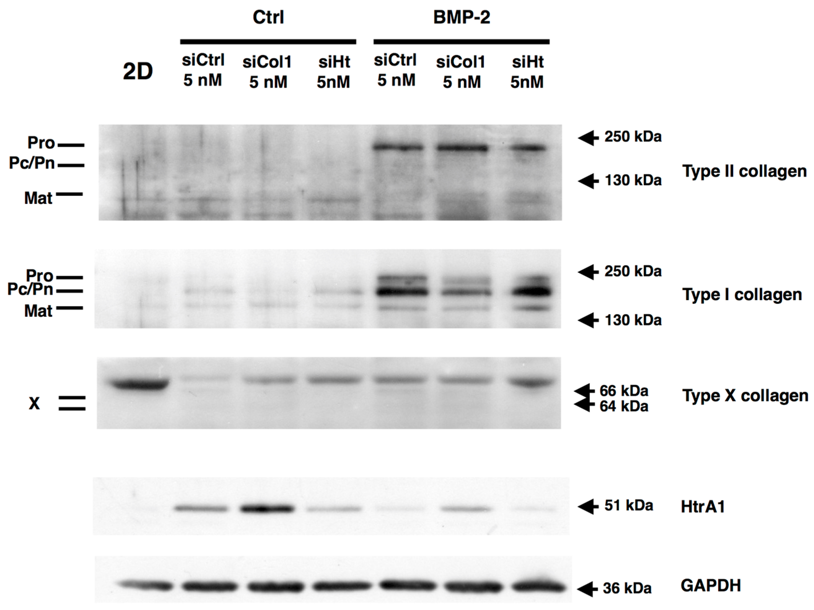 Ijms 18 01842 g008 550