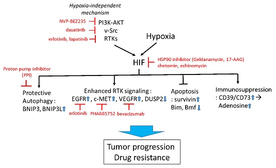 Ijms Free Full Text Targeting Tumor Adaption To Chronic Hypoxia Implications For Drug Resistance And How It Can Be Overcome Html