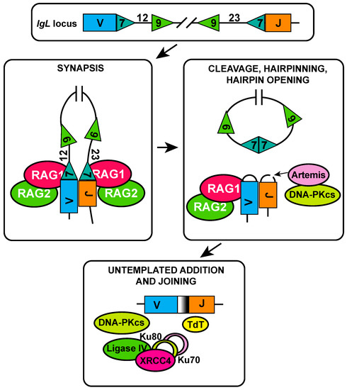 The Complex Interplay between DNA Injury and Repair in The Complex Interplay between DNA Injury and Repair in