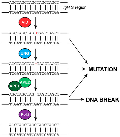 The Complex Interplay between DNA Injury and Repair in