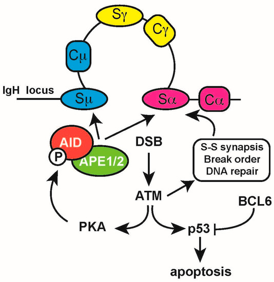 V The Complex Interplay between DNA Injury and Repair in