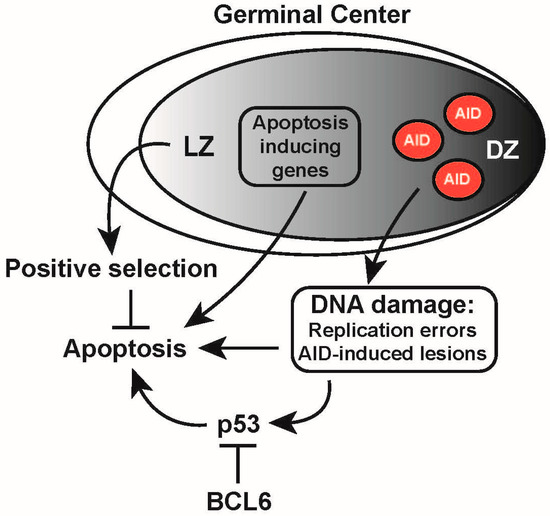 The Complex Interplay between DNA Injury and Repair in
