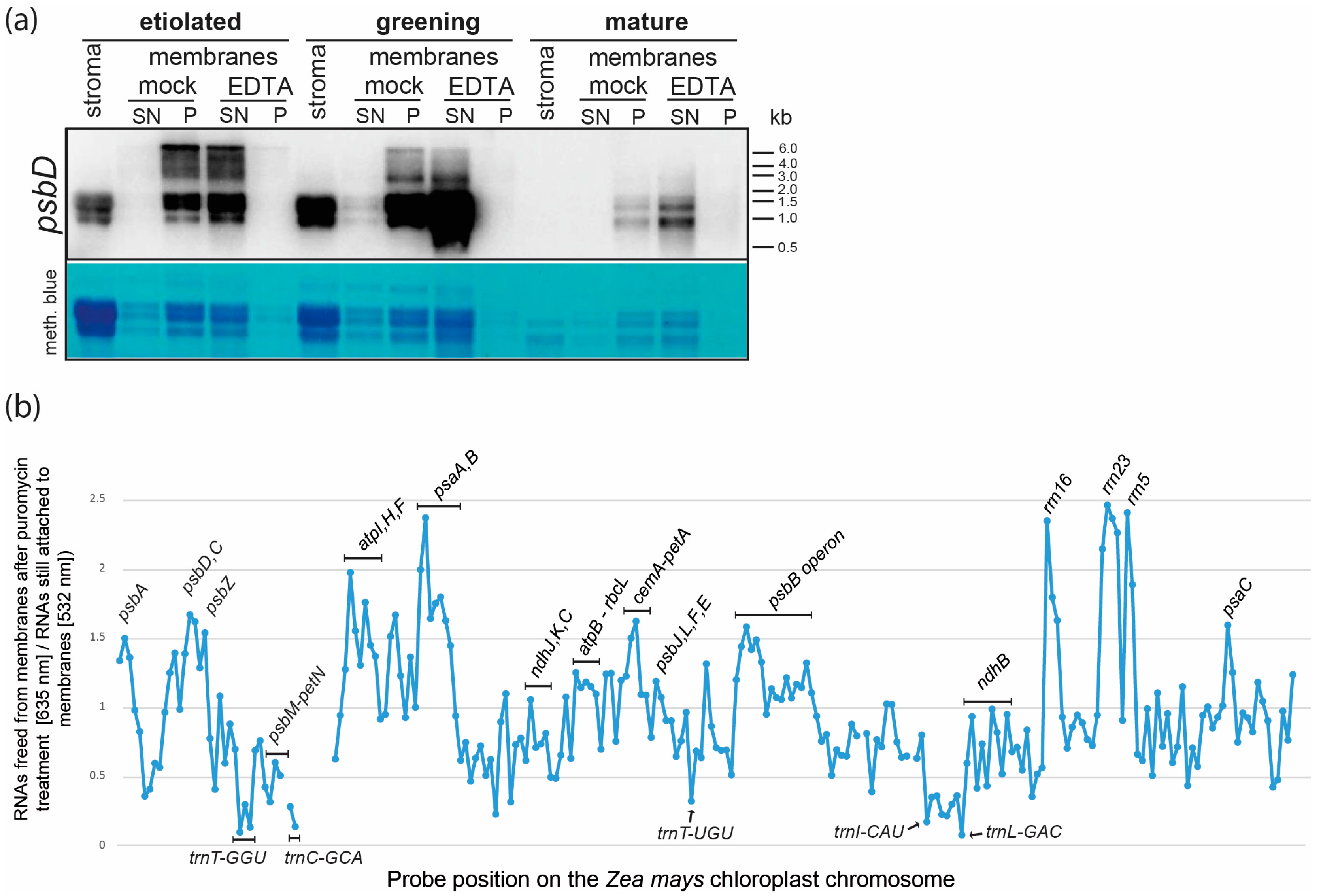 Ijms 18 01881 g003 Ijms 18 01881 g003