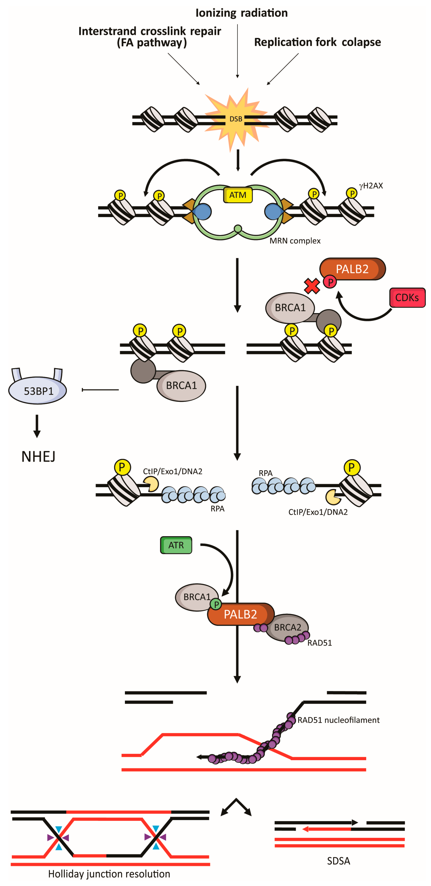 Ijms 18 01886 g002