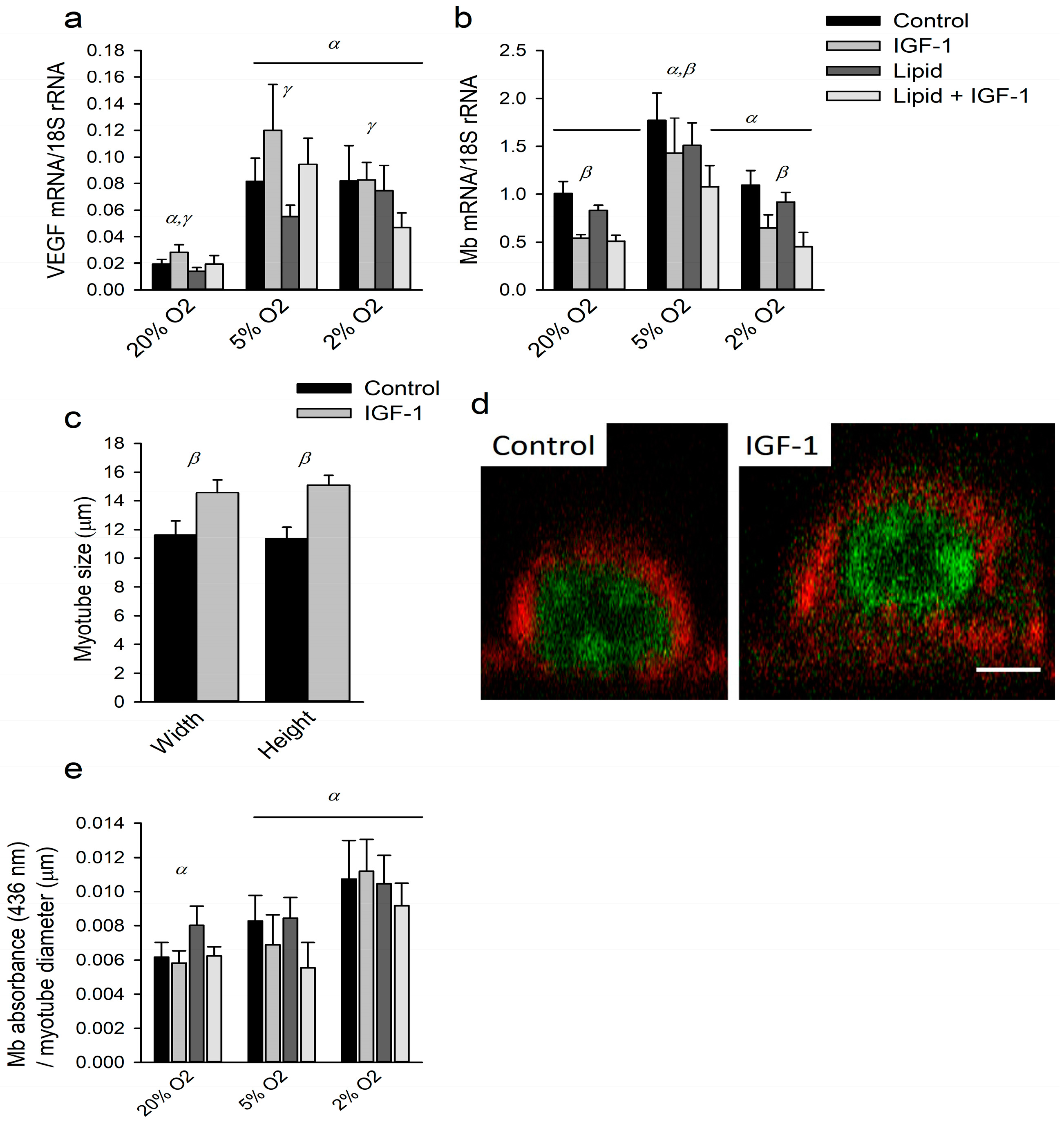IGF-1 Attenuates Hypoxia-Induced Atrophy but Inhibits