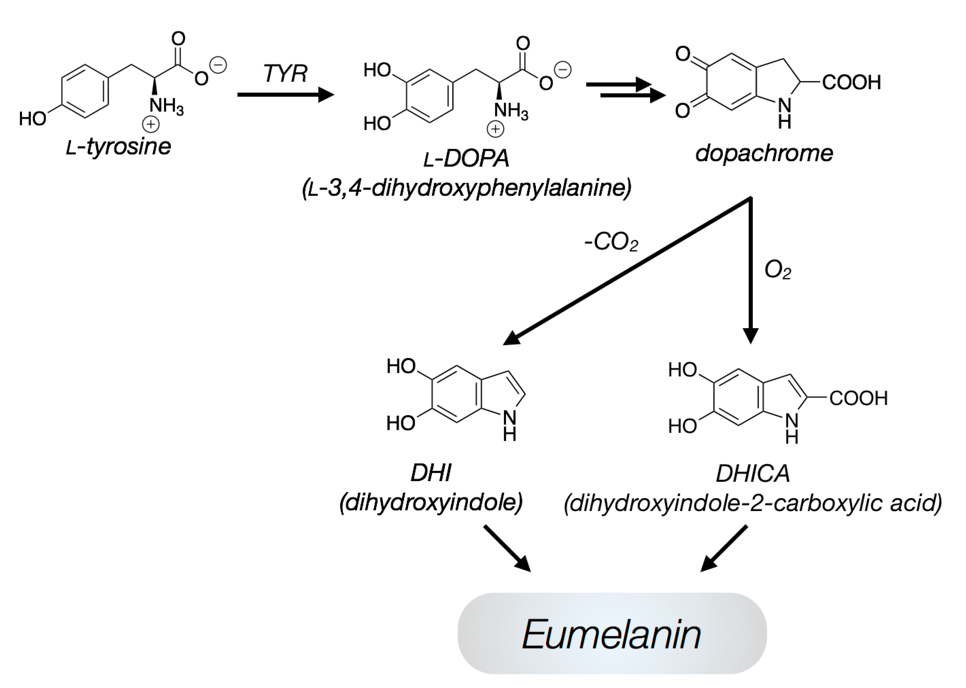 Ijms 18 01901 g001 Ijms 18 01901 g001