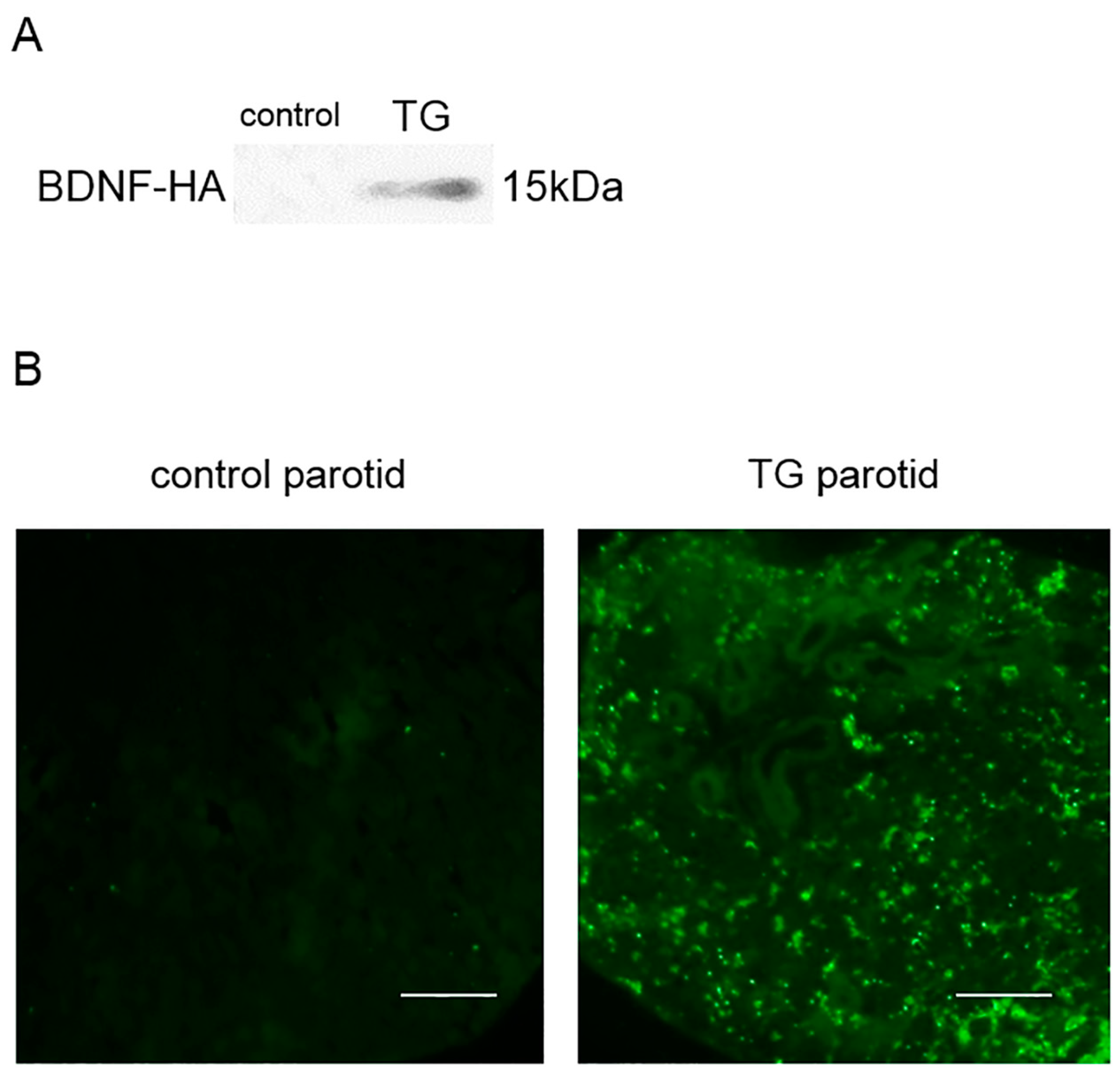 Ijms 18 01902 g002 Ijms 18 01902 g002